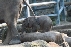 zoo-wuppertal-junge-elefanten-uli-shawu-2011-02-17-012