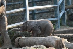 zoo-wuppertal-junge-elefanten-uli-shawu-2011-02-17-013