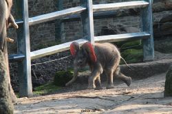 zoo-wuppertal-junge-elefanten-uli-shawu-2011-02-17-014