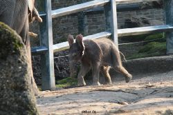 zoo-wuppertal-junge-elefanten-uli-shawu-2011-02-17-015