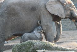 zoo-wuppertal-junge-elefanten-uli-shawu-2011-02-17-016