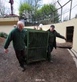 zoo-wuppertal-junge-tiger-ankunft-in-england-005