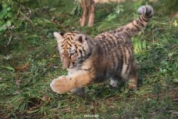 zoo-wuppertal-junge-tiger-tschuna-daseep-01-007