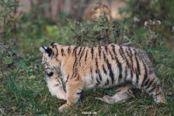 zoo-wuppertal-junge-tiger-tschuna-daseep-01-016