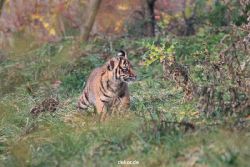 zoo-wuppertal-junge-tiger-tschuna-daseep-01-017
