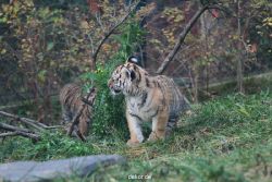 zoo-wuppertal-junge-tiger-tschuna-daseep-01-019