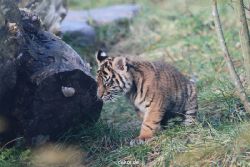 zoo-wuppertal-junge-tiger-tschuna-daseep-02-009