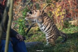 zoo-wuppertal-junge-tiger-tschuna-daseep-03-013