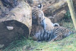 zoo-wuppertal-junge-tiger-tschuna-daseep-03-015