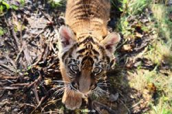 zoo-wuppertal-junge-tiger-tschuna-daseep-04-005