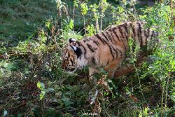 zoo-wuppertal-junge-tiger-tschuna-daseep-04-007