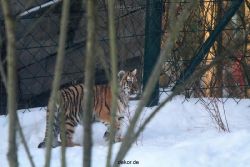 zoo-wuppertal-junge-tiger-tschuna-daseep-05-005