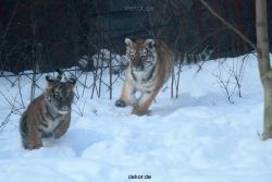 zoo-wuppertal-junge-tiger-tschuna-daseep-05-007