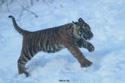 zoo-wuppertal-junge-tiger-tschuna-daseep-05-009