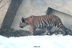 zoo-wuppertal-junge-tiger-tschuna-daseep-05-019