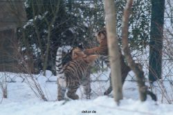 zoo-wuppertal-junge-tiger-tschuna-daseep-05-020