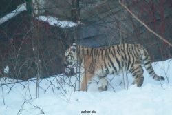 zoo-wuppertal-junge-tiger-tschuna-daseep-05-024