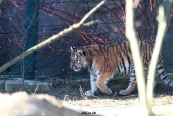 zoo-wuppertal-junge-tiger-tschuna-daseep-06-011