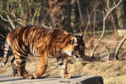 zoo-wuppertal-junge-tiger-tschuna-daseep-06-020