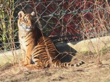 zoo-wuppertal-junge-tiger-tschuna-daseep-06-025