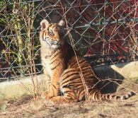 zoo-wuppertal-junge-tiger-tschuna-daseep-06-026