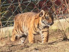 zoo-wuppertal-junge-tiger-tschuna-daseep-06-027