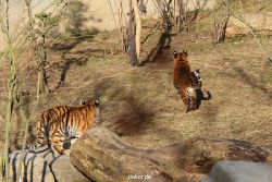 zoo-wuppertal-junge-tiger-tschuna-daseep-07-009