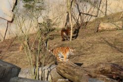 zoo-wuppertal-junge-tiger-tschuna-daseep-07-010