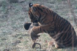 zoo-wuppertal-junge-tiger-tschuna-daseep-07-022