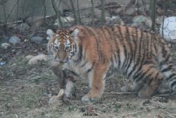 zoo-wuppertal-junge-tiger-tschuna-daseep-07-023