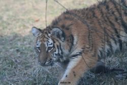zoo-wuppertal-junge-tiger-tschuna-daseep-07-024