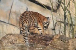 zoo-wuppertal-junge-tiger-tschuna-daseep-07-025