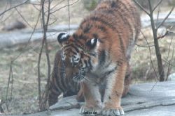zoo-wuppertal-junge-tiger-tschuna-daseep-07-028