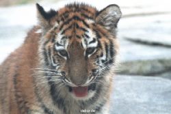 zoo-wuppertal-junge-tiger-tschuna-daseep-07-030