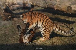 zoo-wuppertal-junge-tiger-tschuna-daseep-07-031