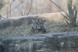 zoo-wuppertal-junge-tiger-tschuna-daseep-07-032