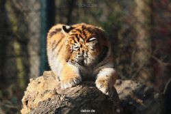 zoo-wuppertal-junge-tiger-tschuna-daseep-08-001