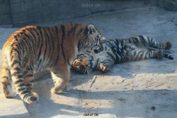 zoo-wuppertal-junge-tiger-tschuna-daseep-08-009