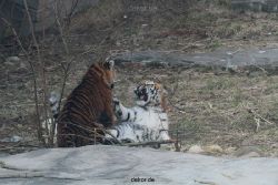zoo-wuppertal-junge-tiger-tschuna-daseep-08-010