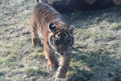 zoo-wuppertal-junge-tiger-tschuna-daseep-08-012