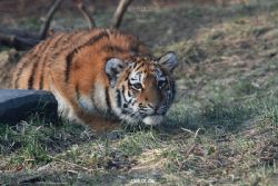 zoo-wuppertal-junge-tiger-tschuna-daseep-08-014
