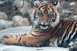 zoo-wuppertal-junge-tiger-tschuna-daseep-09-001