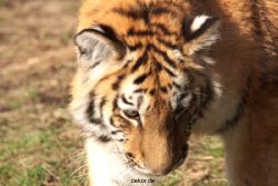zoo-wuppertal-junge-tiger-tschuna-daseep-09-002