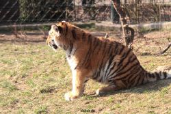 zoo-wuppertal-junge-tiger-tschuna-daseep-09-003