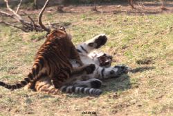zoo-wuppertal-junge-tiger-tschuna-daseep-09-004