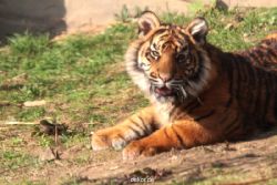 zoo-wuppertal-junge-tiger-tschuna-daseep-09-005