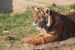 zoo-wuppertal-junge-tiger-tschuna-daseep-09-006