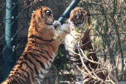 zoo-wuppertal-junge-tiger-tschuna-daseep-09-007