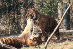 zoo-wuppertal-junge-tiger-tschuna-daseep-09-008