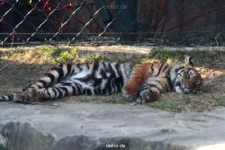 zoo-wuppertal-junge-tiger-tschuna-daseep-09-009